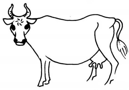 动物简笔画：牛