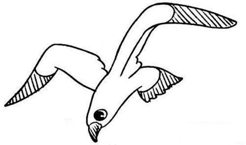 儿童动物简笔画图片：海鸥