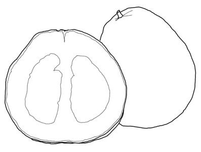大柚子的画法