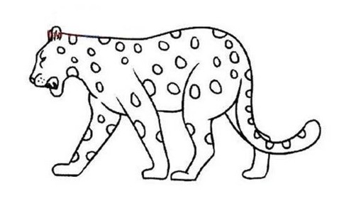 霸气行走的豹子简笔画图片