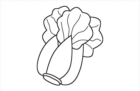 大白菜的简笔画画法图片