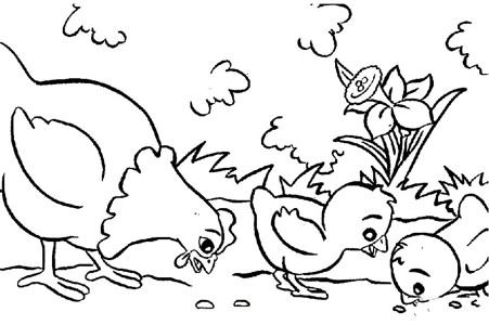一群小鸡在啄食