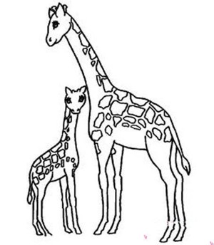 一对长颈鹿母子简笔画