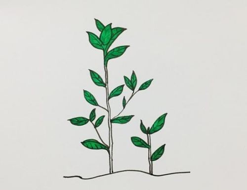 茶叶树简笔画图片