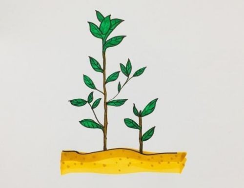 一年级画植物根茎叶图片