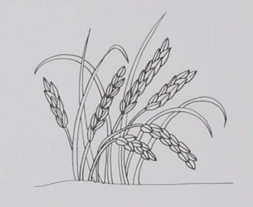 水稻简笔画 丰收图片