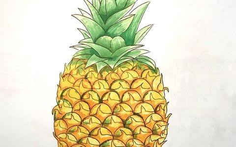 带颜色的菠萝简笔画怎么画（菠萝简笔画图片）